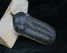 Morocconites Malladoides Trilobite #5383-3